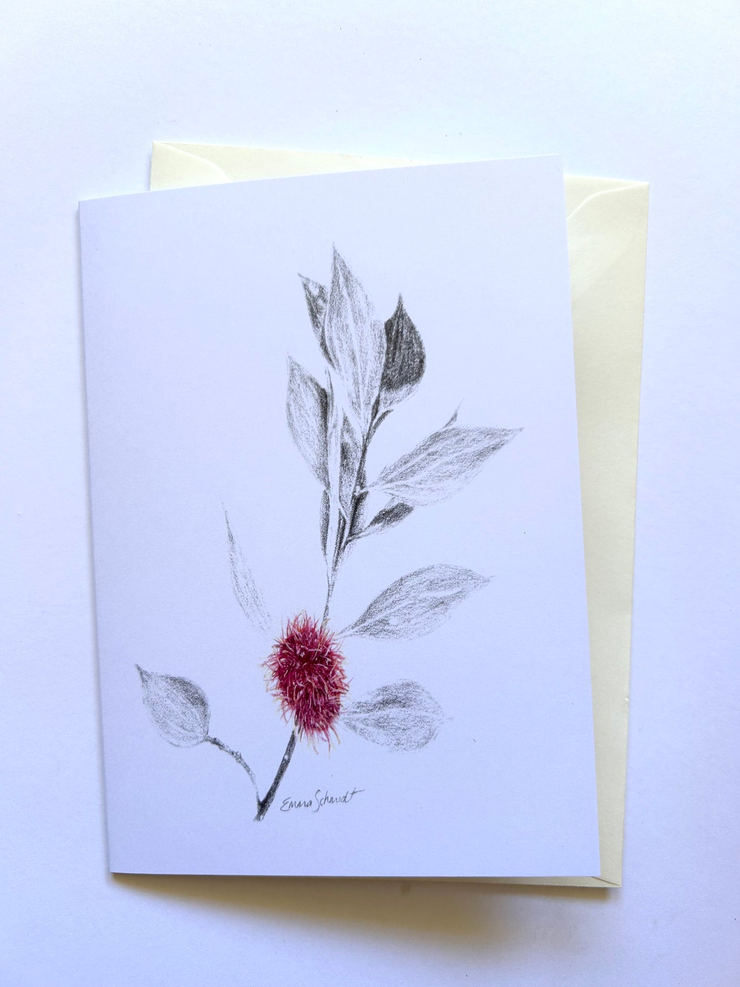 Pinchusion Hakea card