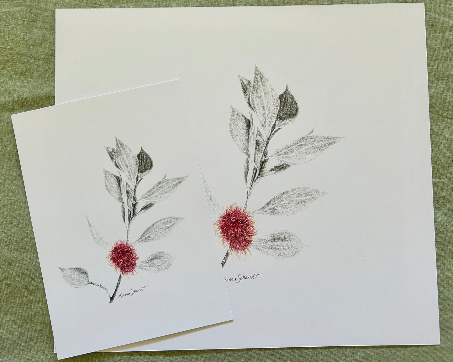 Pincushion Hakea PRINT