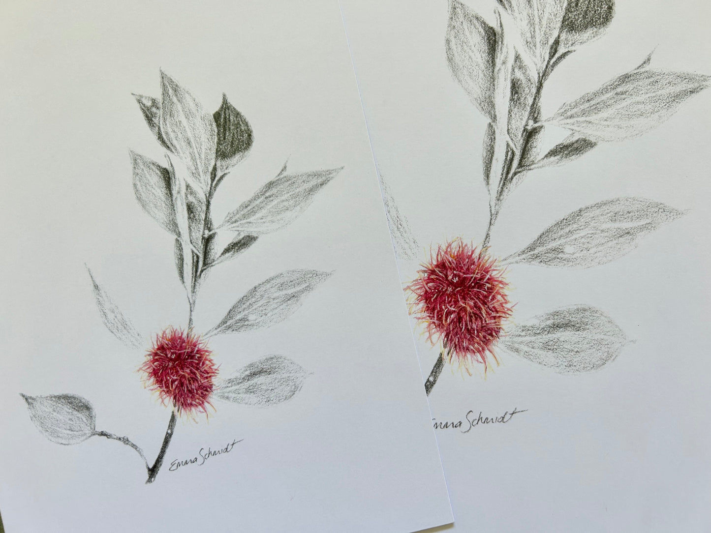 Pincushion Hakea PRINT