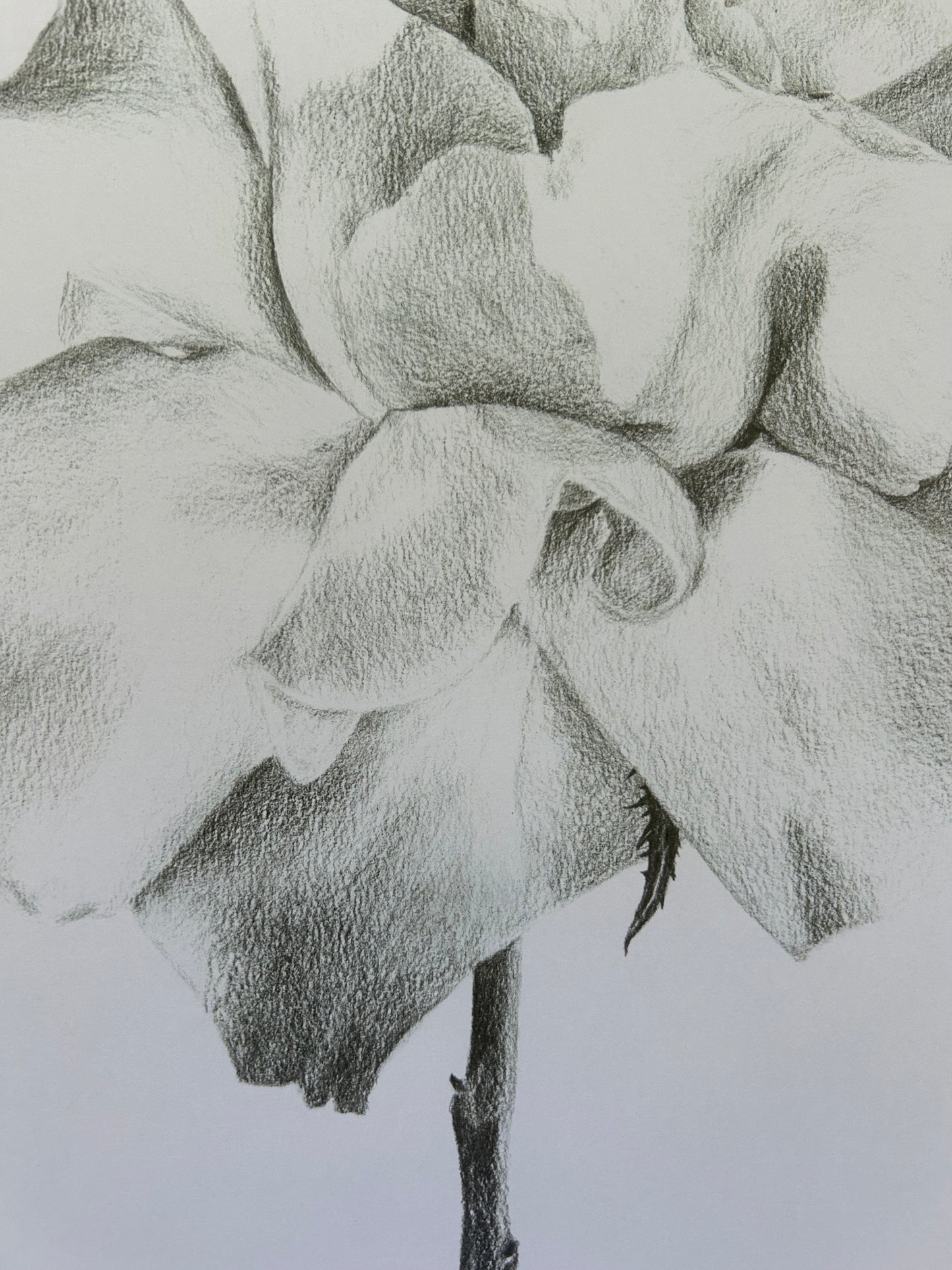 Soft Petals PRINT