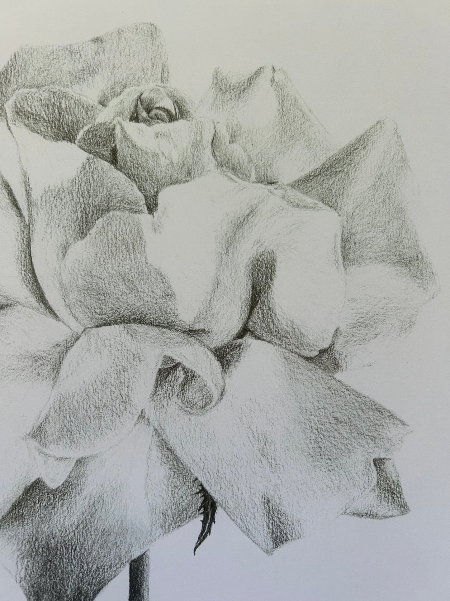 Soft Petals PRINT