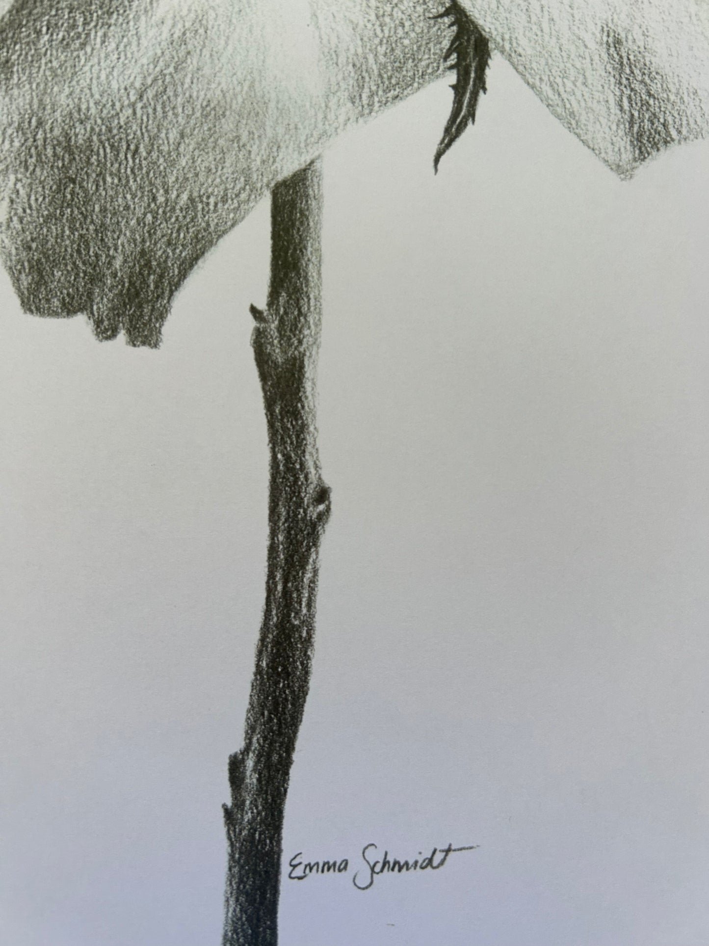 Soft Petals PRINT